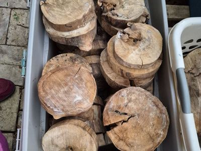 Cottonwood Wood Round Cookies, $5 each
