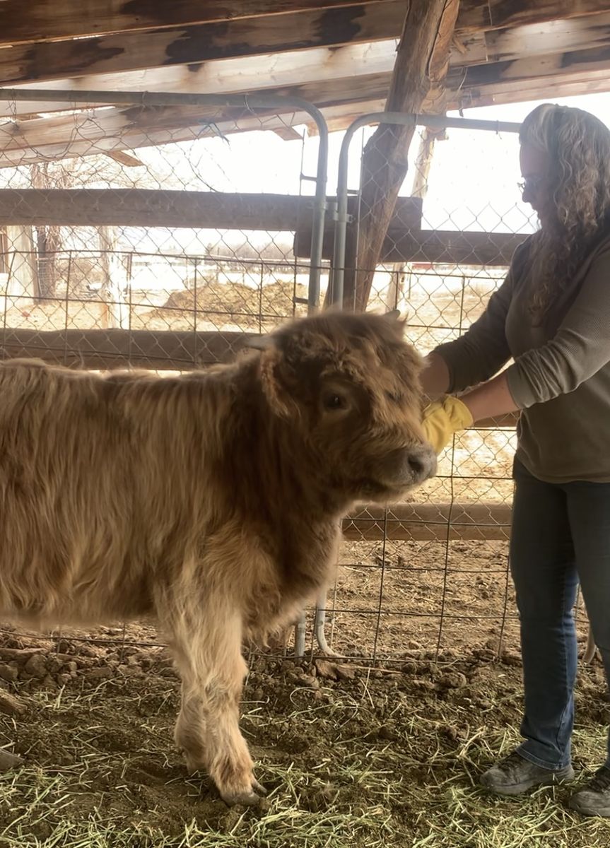 Highland Heifer 7/8 Highland 1/8 Herford born June 12, 2025