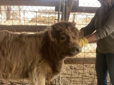 Highland Heifer 7/8 Highland 1/8 Herford born June 12, 2025