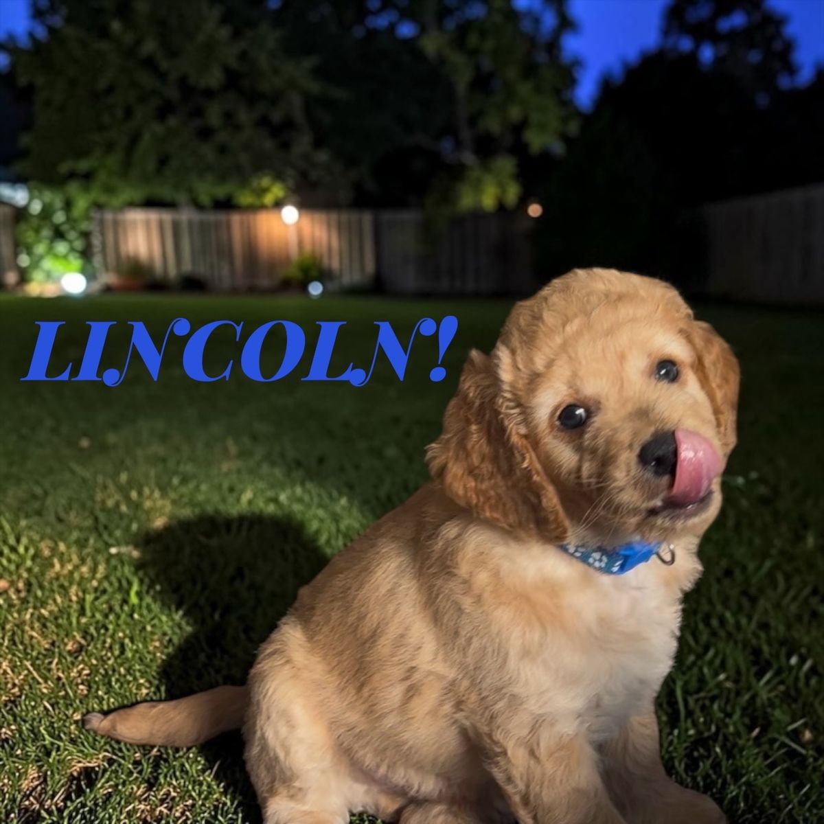 GORGEOUS Male F2B Mini Goldendoodle Puppies!