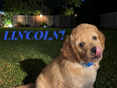 GORGEOUS Male F2B Mini Goldendoodle Puppies!