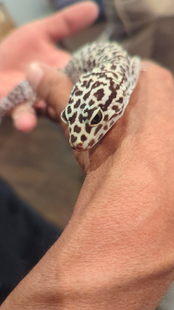 lepored Gecko's