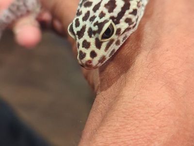 lepored Gecko's
