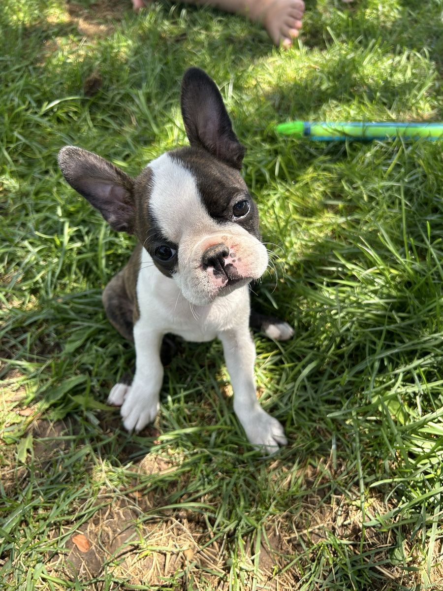 AKC Boston Terriers
