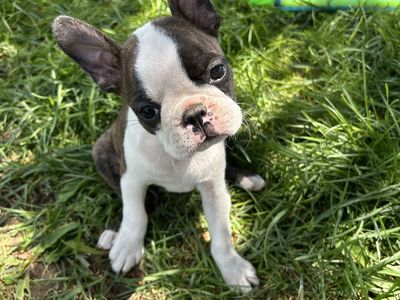 AKC Boston Terriers