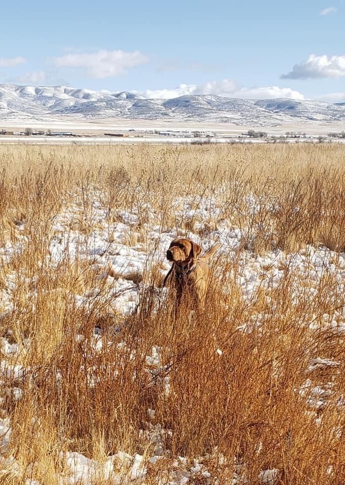 AKC Titled Fox Red Labrador/Lab Stud