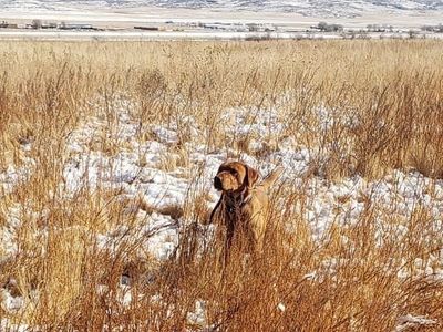 AKC Titled Fox Red Labrador/Lab Stud