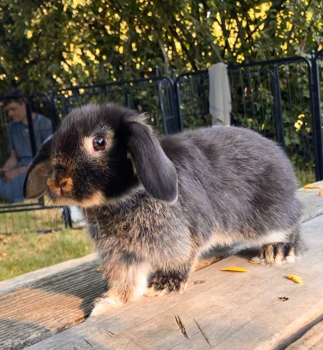 Adorable Holland Lop Baby Bunnies! - 7 Weeks Old - Ready for Adoption August 13th-UPDATED PHOTOS!!!