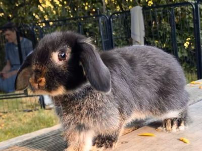Adorable Holland Lop Baby Bunnies! - 7 Weeks Old - Ready for Adoption August 13th-UPDATED PHOTOS!!!