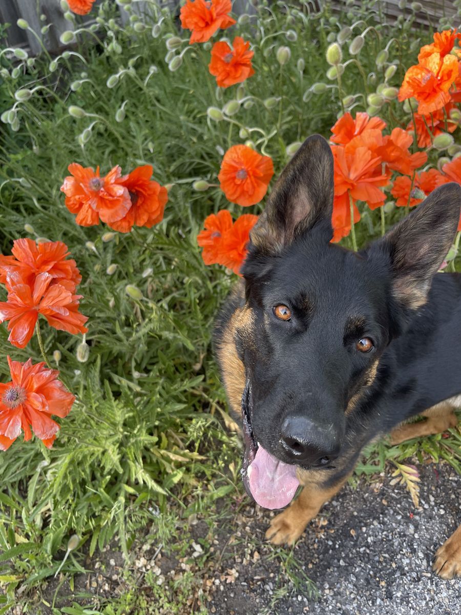 3 year old German Shepherd Dog