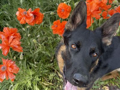3 year old German Shepherd Dog