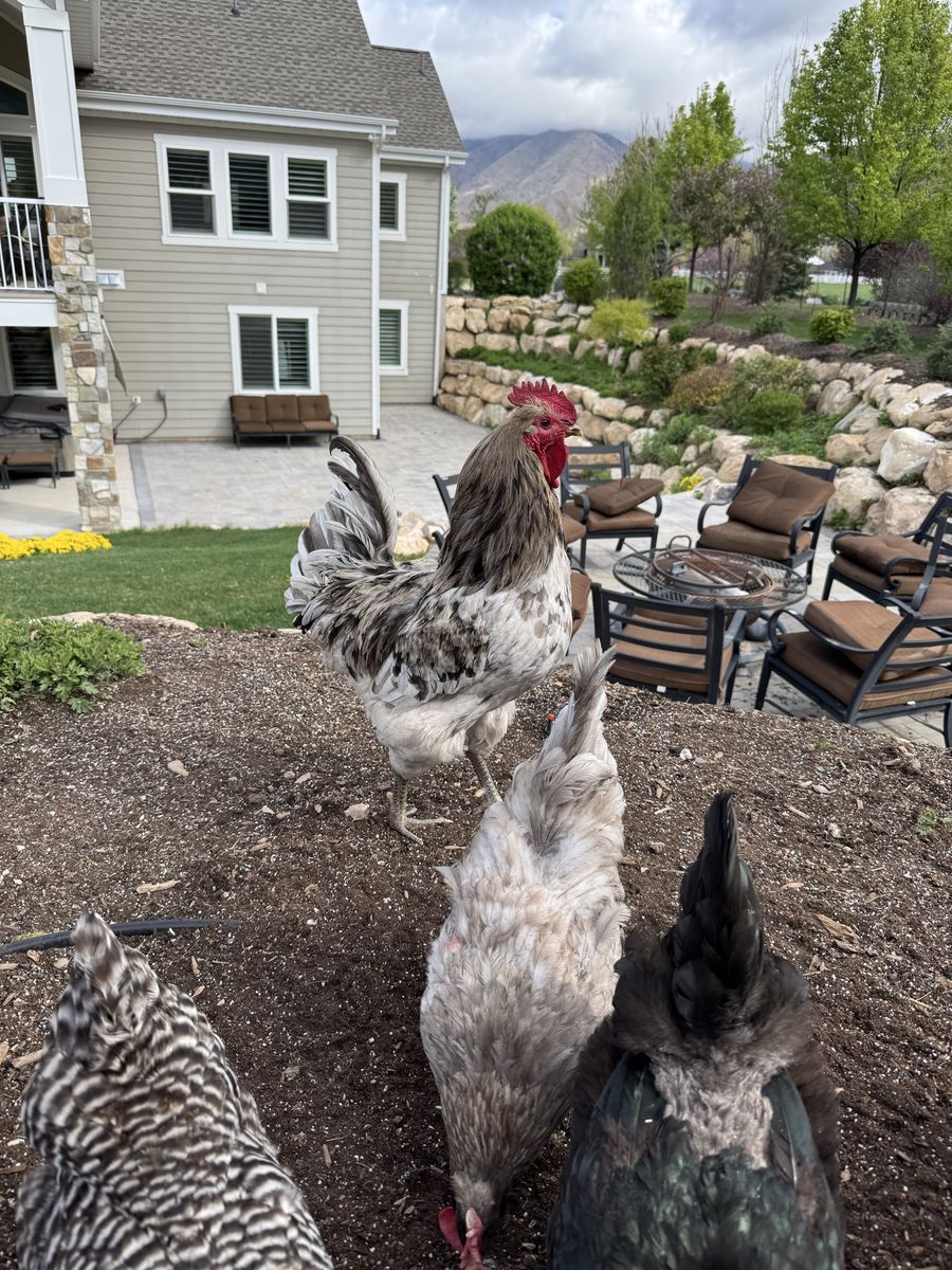 Rooster