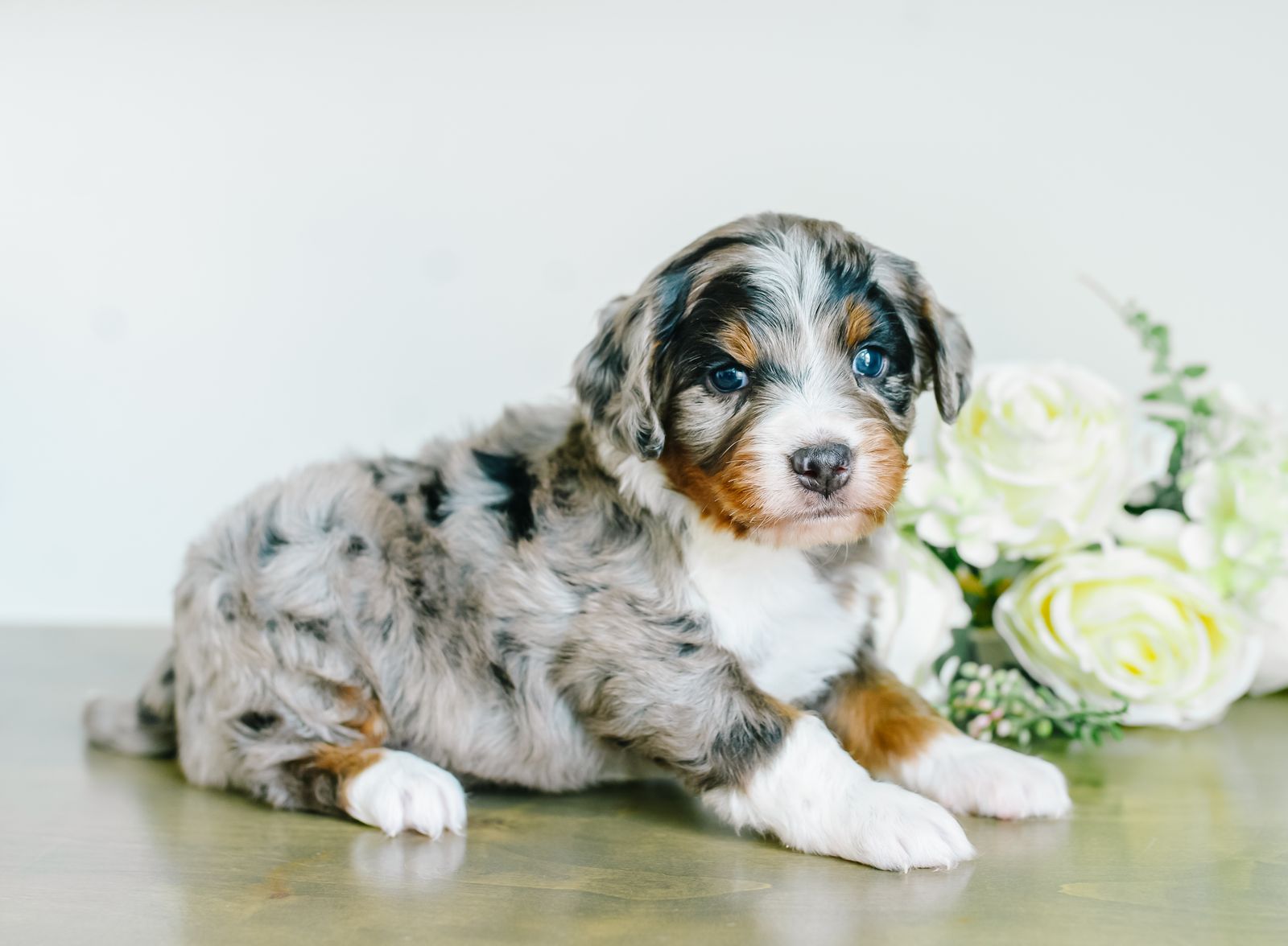 Mini Australian Mountain Doodles