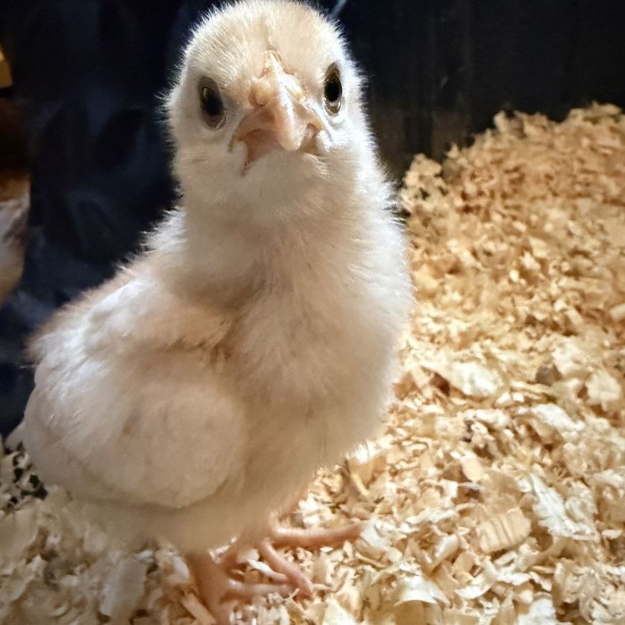 Baby Chicks