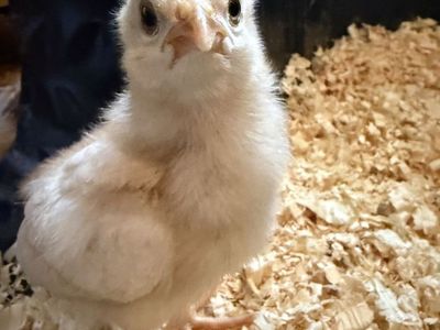 Baby Chicks