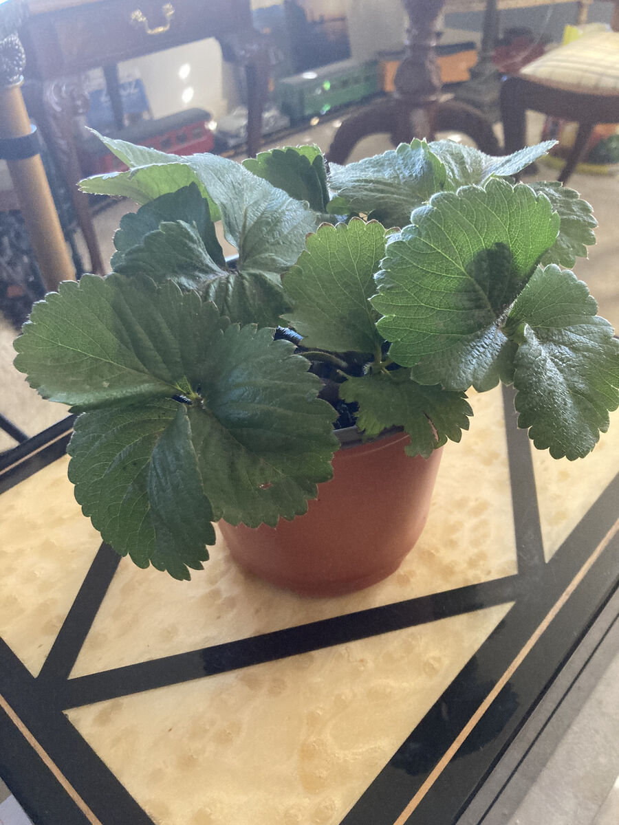 Strawberry Plants (A Recent Introduction From France).