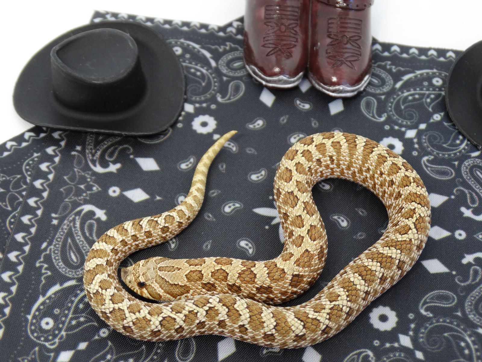 Sale!! Hognose Female Arctic Anaconda het Stormclouds