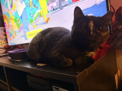 Free cat