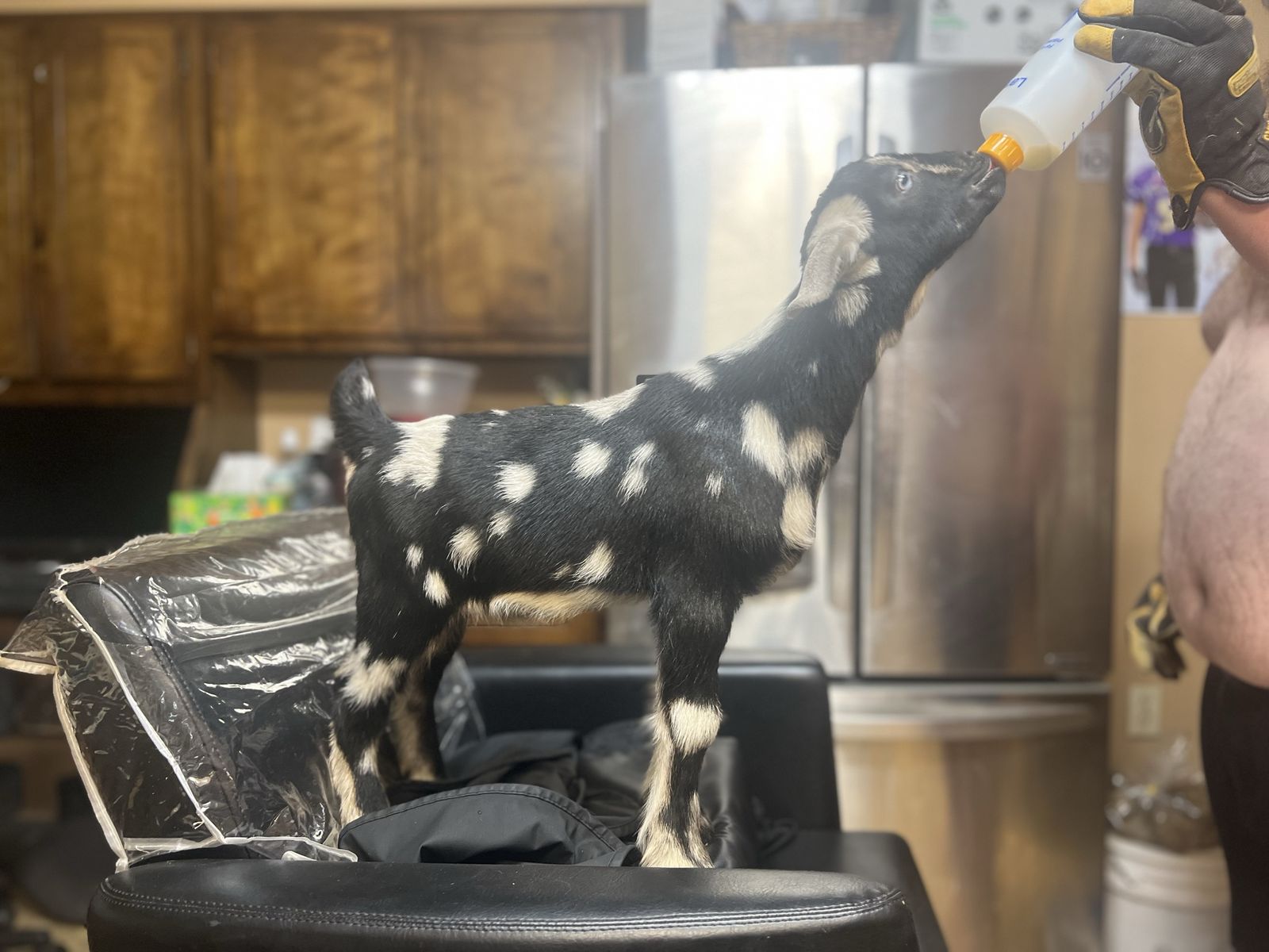 PUREBRED F5 Mini Nubian Buckling