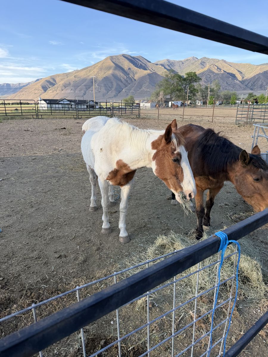 Paint gelding