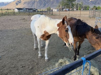 Paint gelding