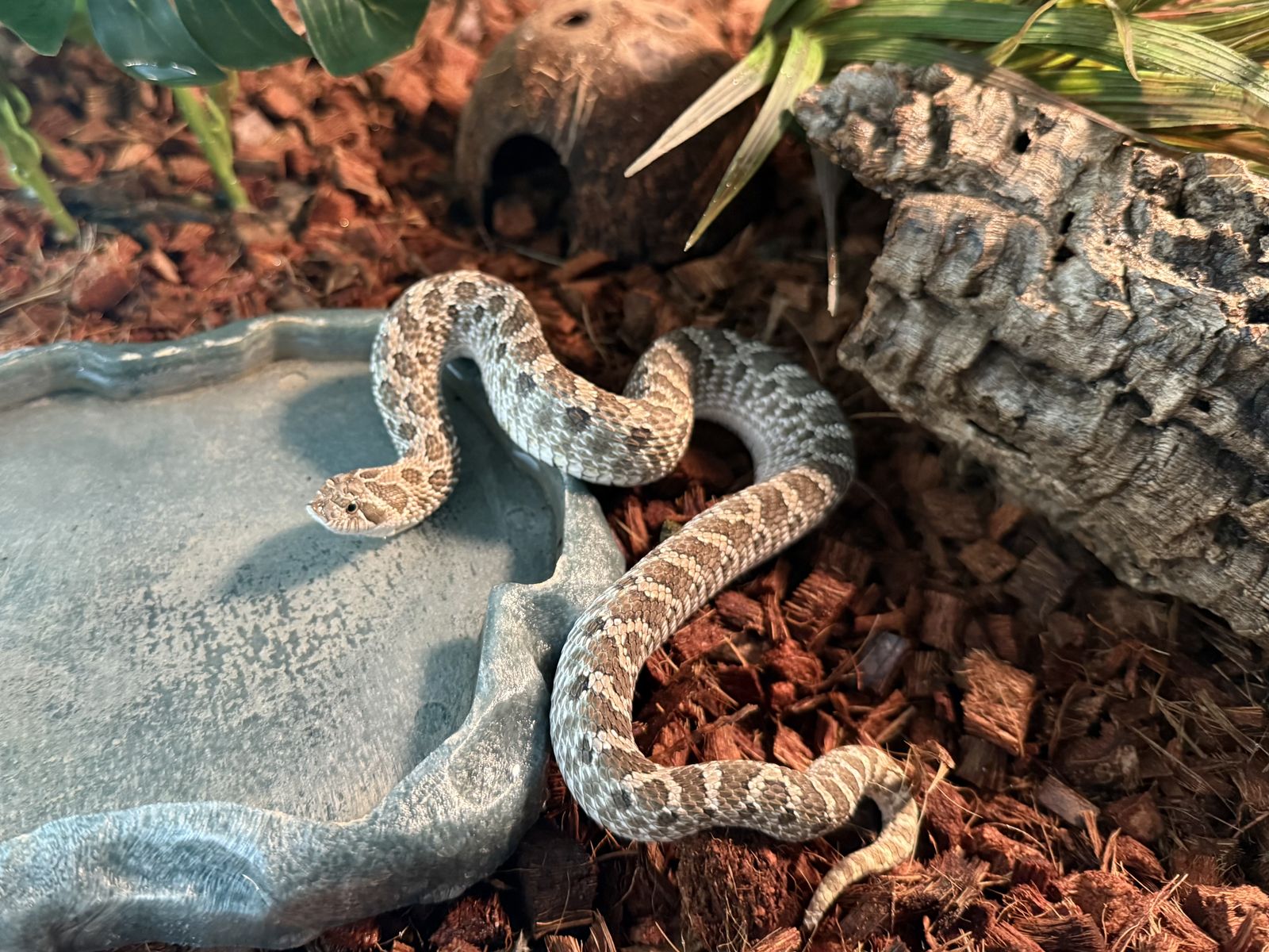 Hognose