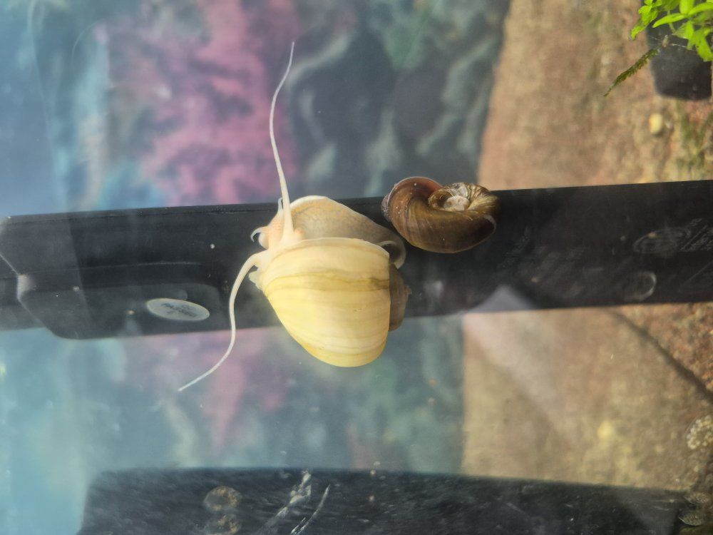 Mystery snails