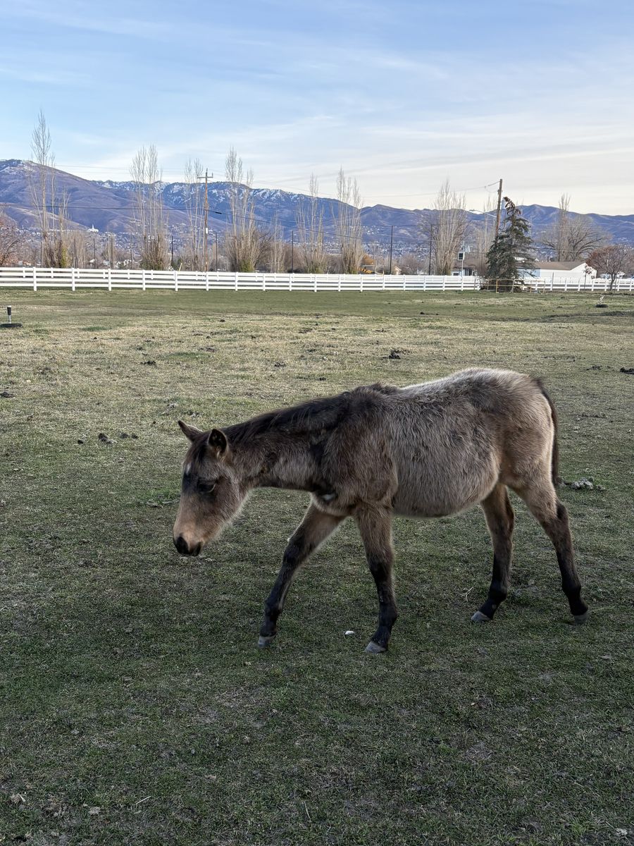 Registered Buckskin Filly Quarter Horse