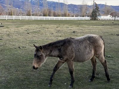 Registered Buckskin Filly Quarter Horse