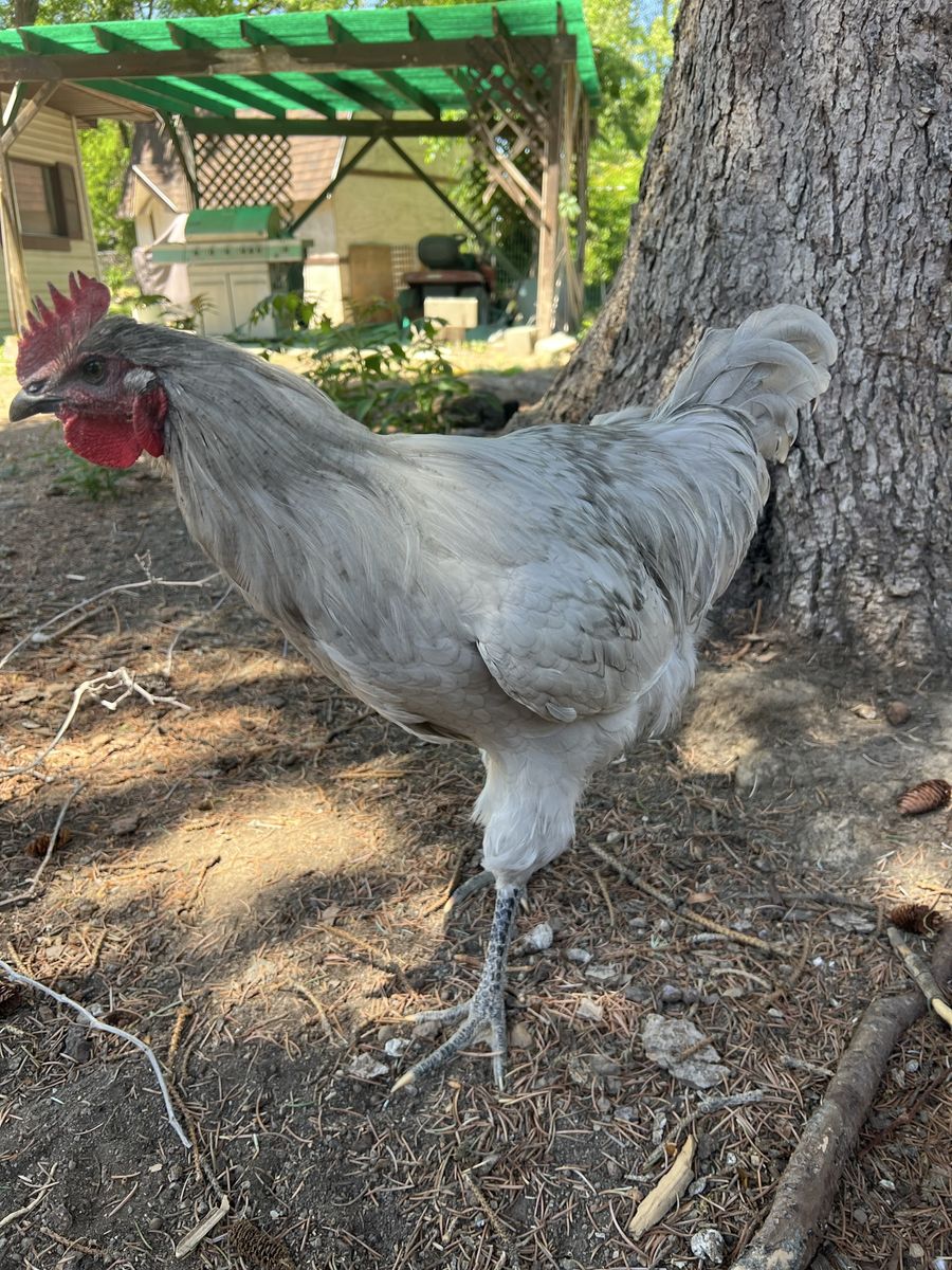 Lavender Orpington Rooster