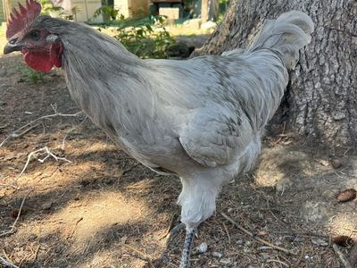 Lavender Orpington Rooster