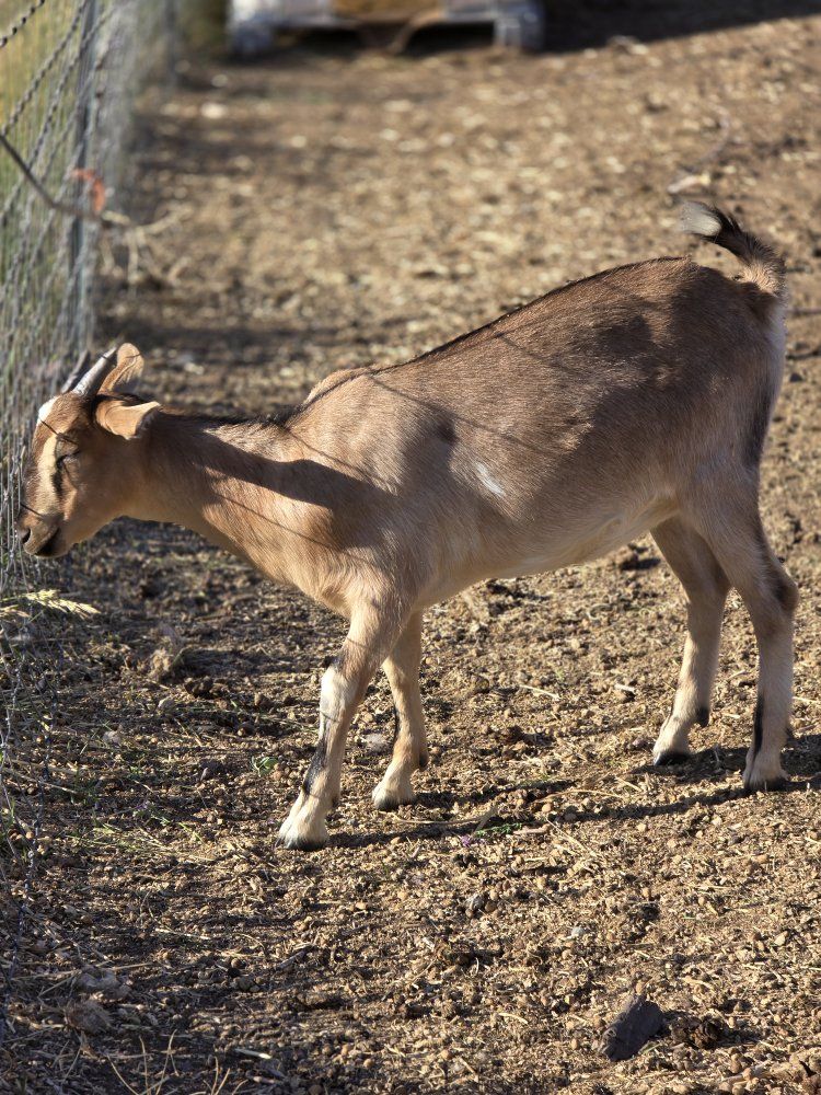 Nubian LaMancha does