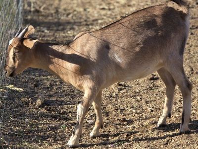 Nubian LaMancha does
