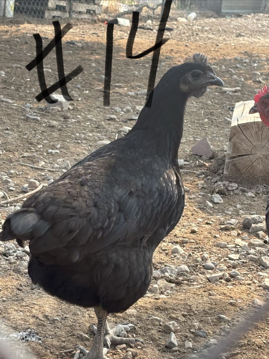 Pullets and hens