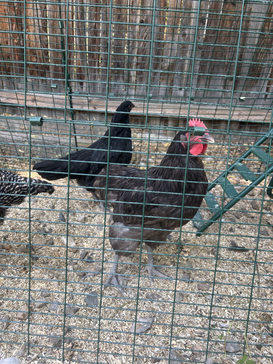 13 Week Black Australorp Roo