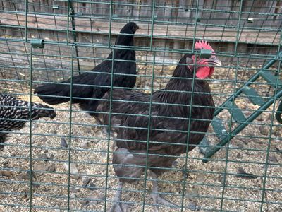 13 Week Black Australorp Roo