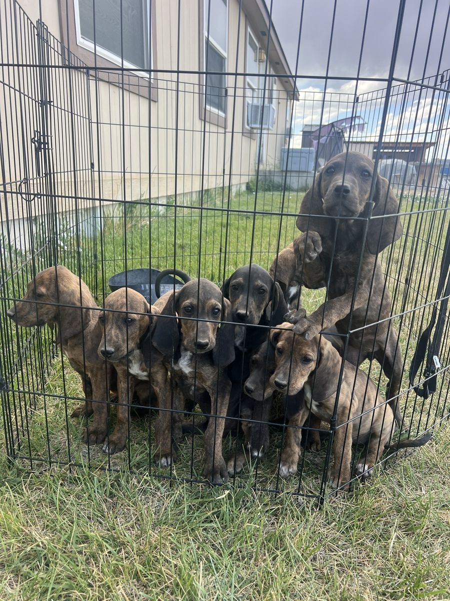 Hound dogs