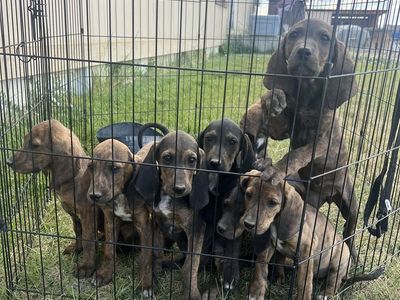 Hound dogs