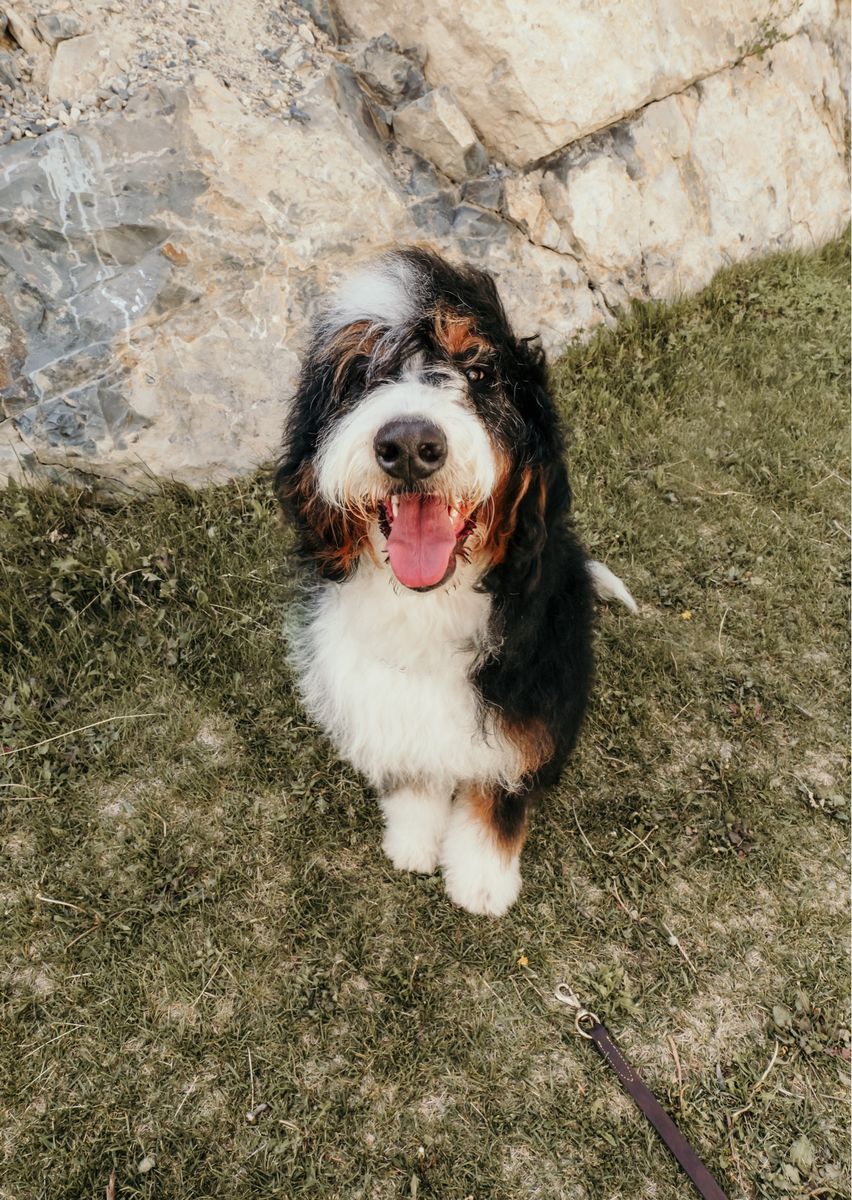 Bernedoodle STUD