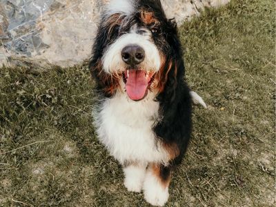 Bernedoodle STUD