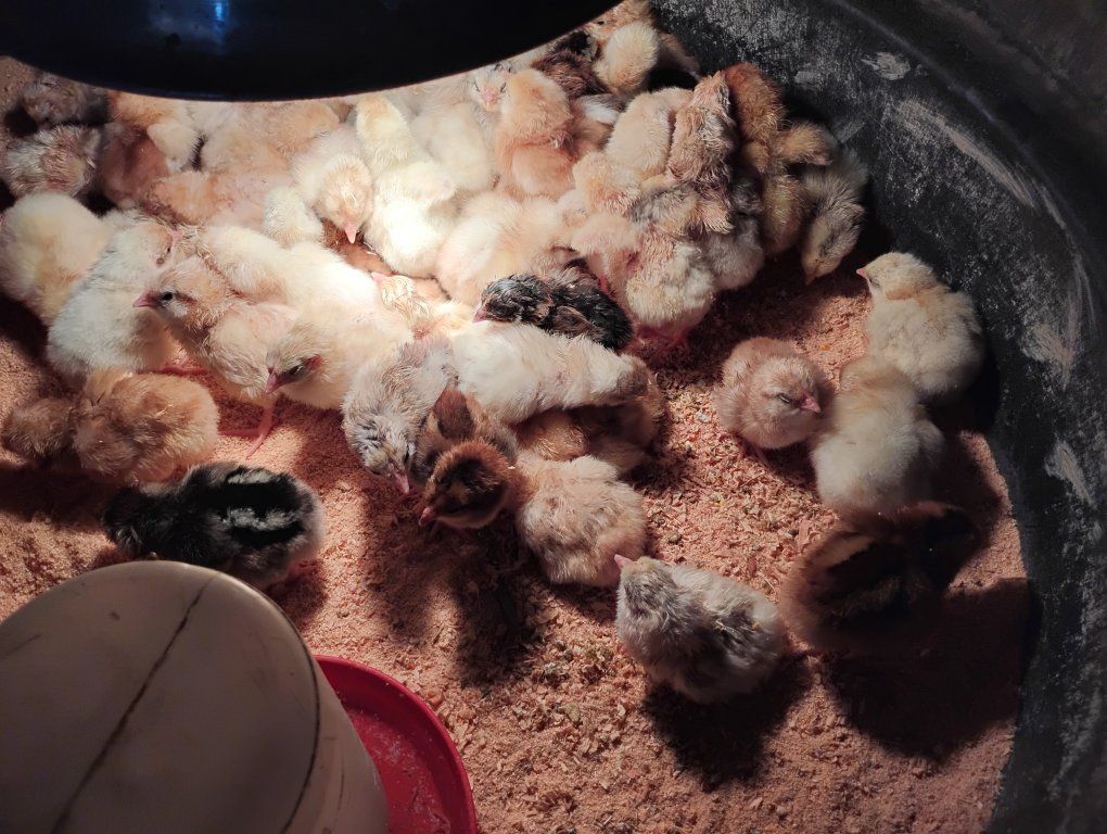 Speckled Sussex × ISA Brown Cross Chicks – Hardy,