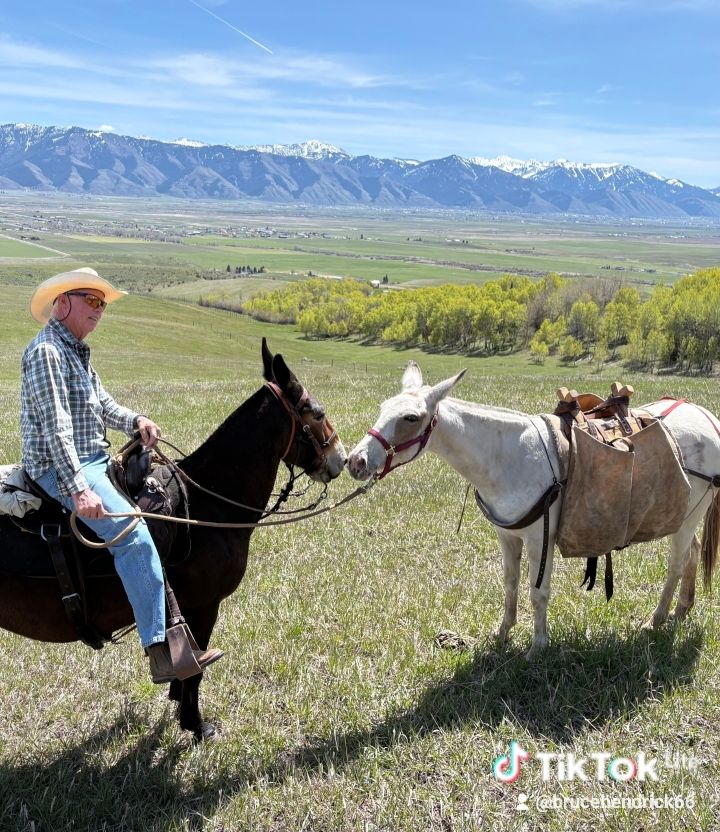 pack/ ride mule