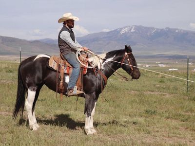 True Black Paint Ranch/ Rodeo Mare