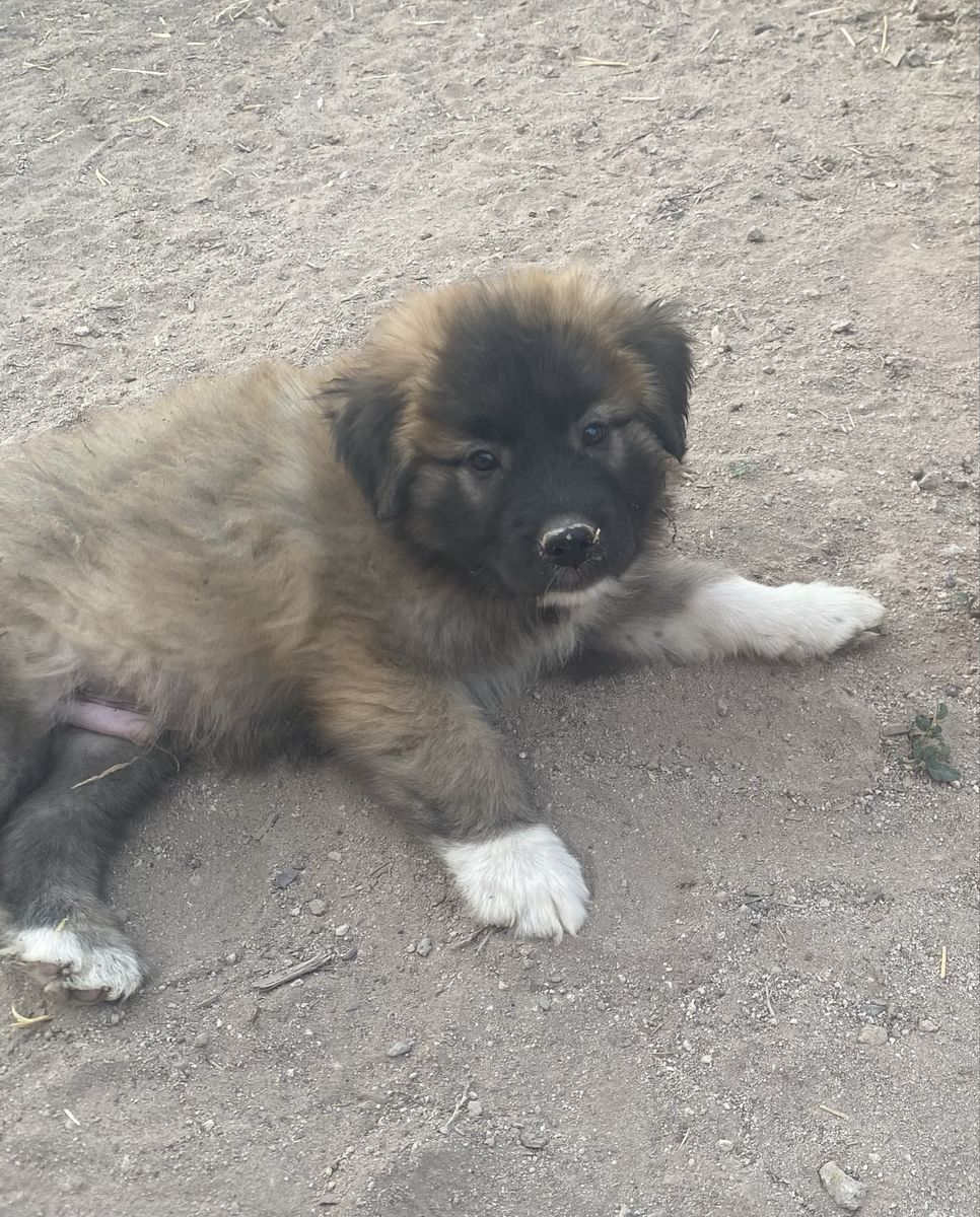 Great Pyrenees/Anatolian shepherd