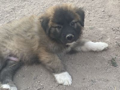 Great Pyrenees/Anatolian shepherd