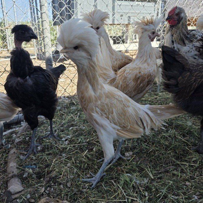 Buff Laced Polish pullets and cockerels