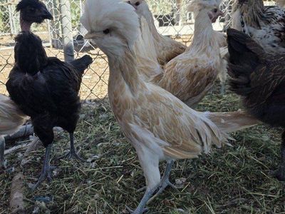 Buff Laced Polish pullets and cockerels