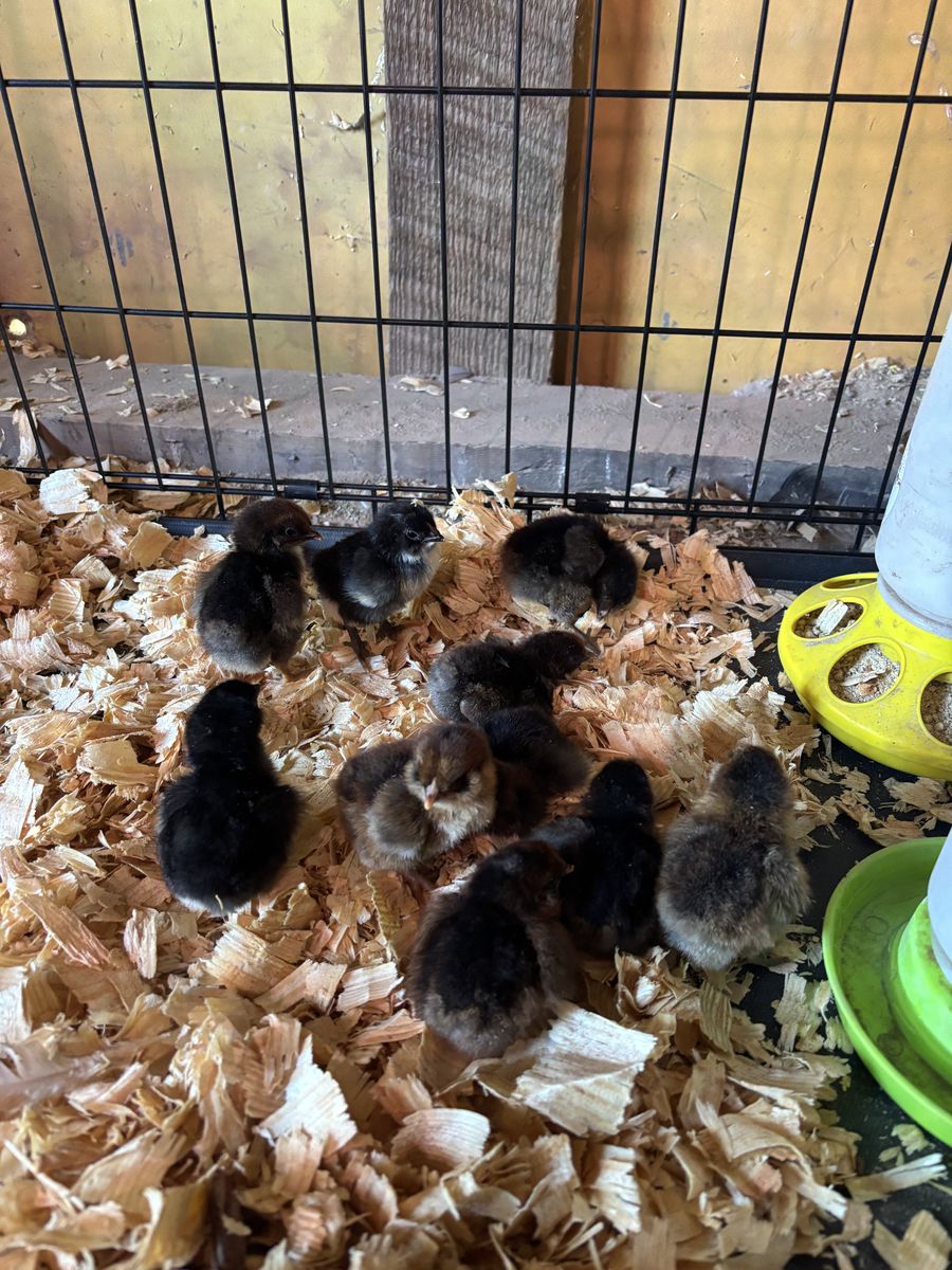 Chicks for sale