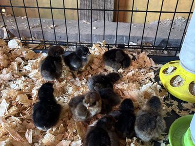 Chicks for sale