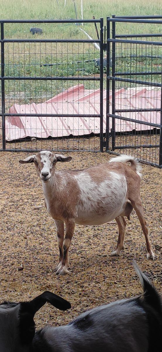 Mini Nubian Yearling Doe